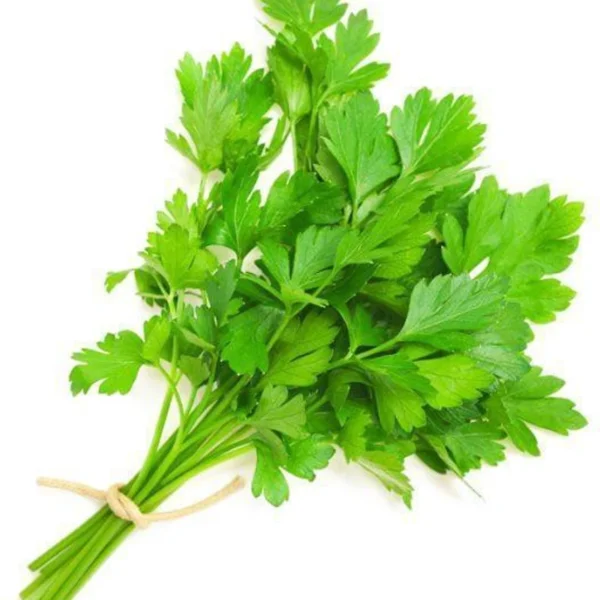 Fresh Green-Coriander